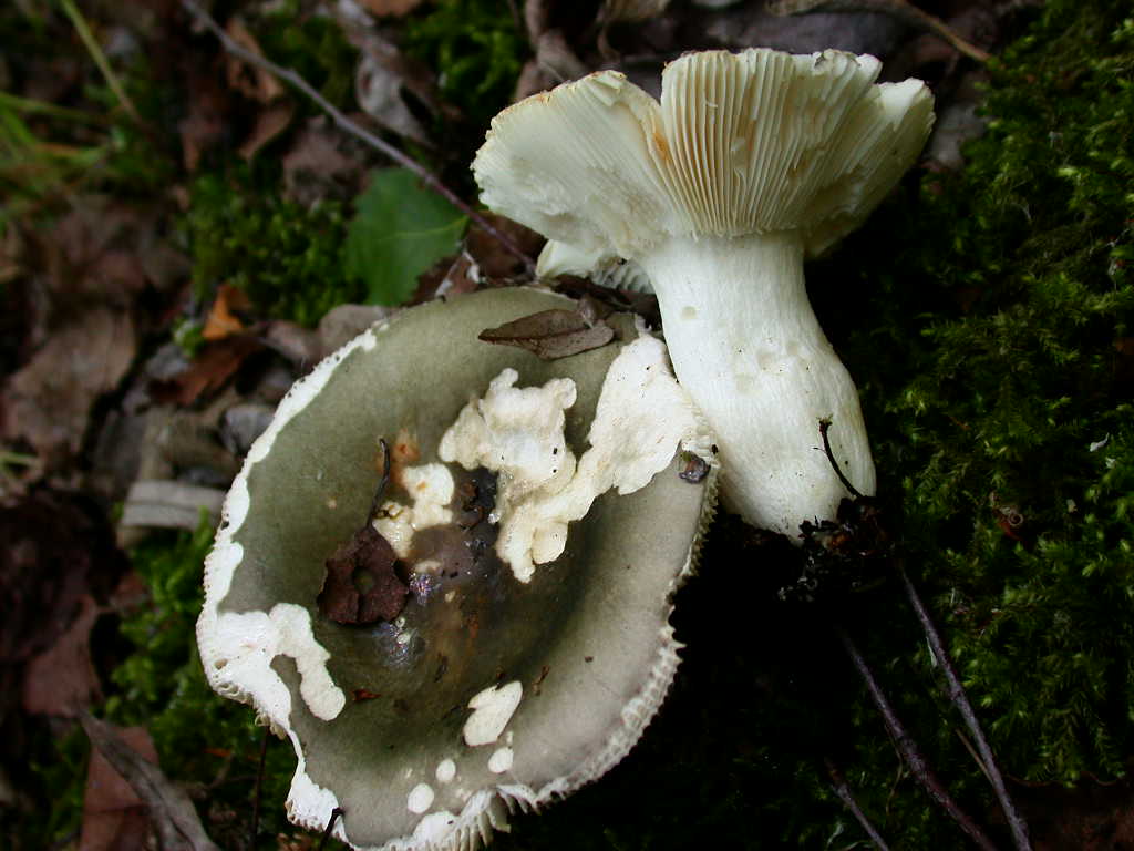 Russula N� 2....